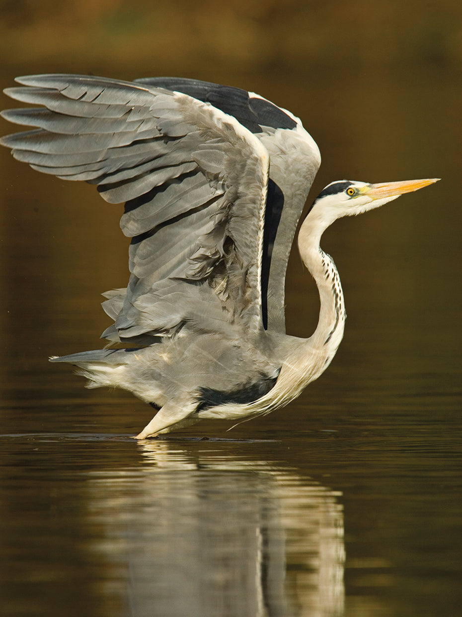 Reflejo de garza gris Lienzo