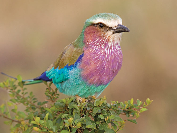 Muchos colores Roller Bird Lienzo