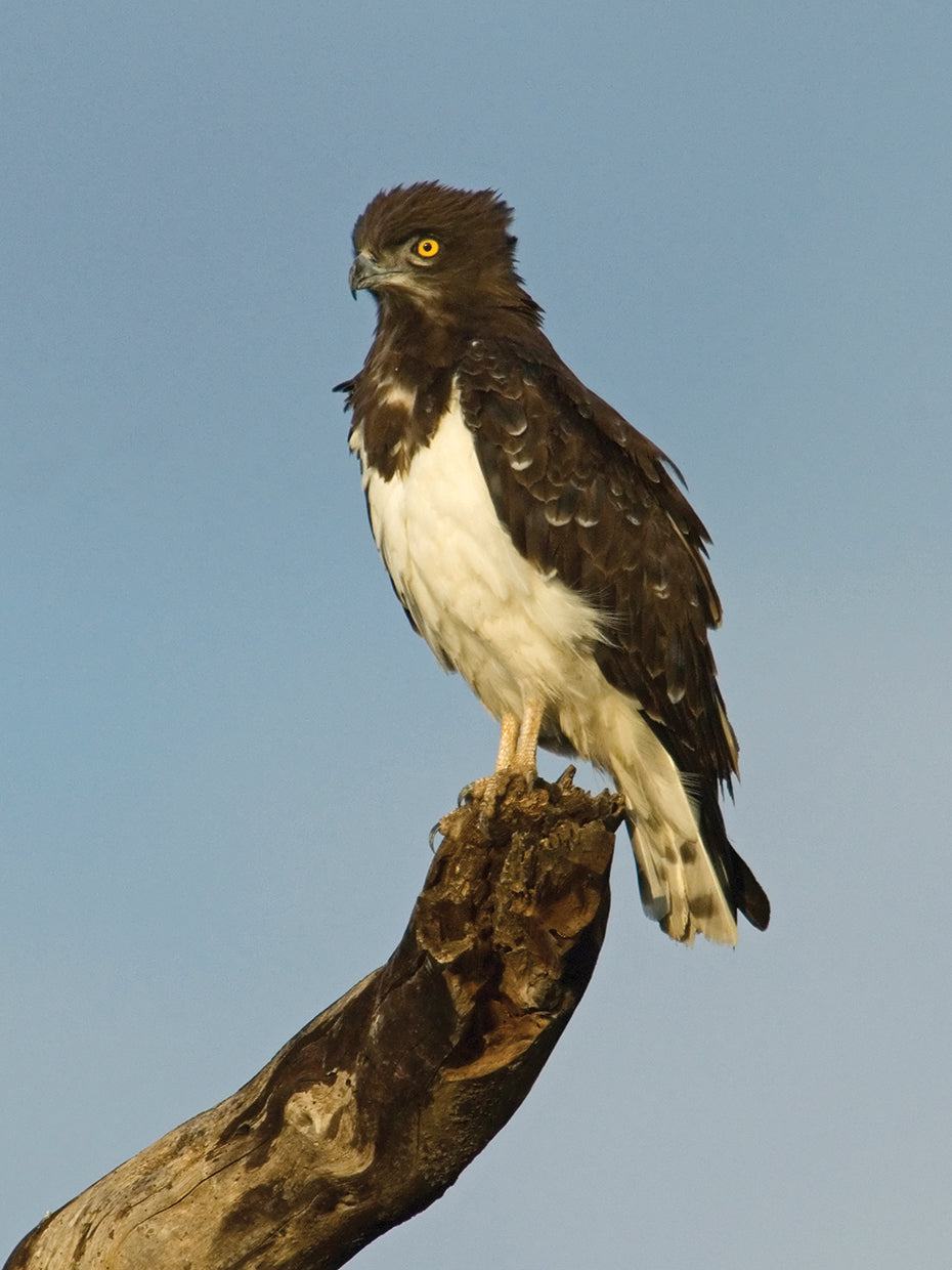 Águila serpiente africana Lienzo