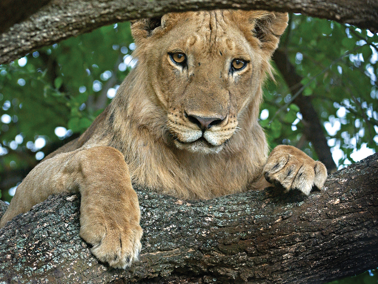 Mirando hacia el león Lienzo