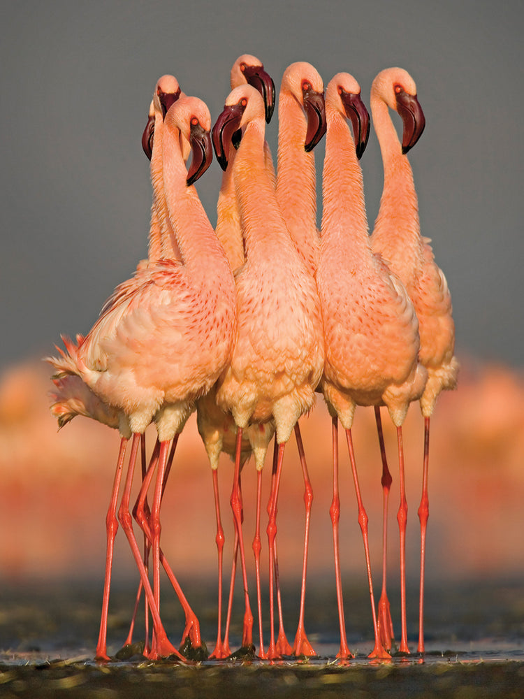 Grupo Flamingo Pink Lienzo