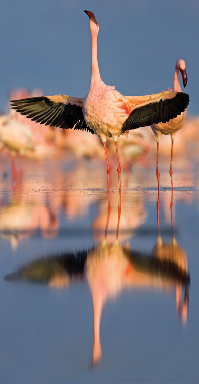 Pink Mirror Flamingo