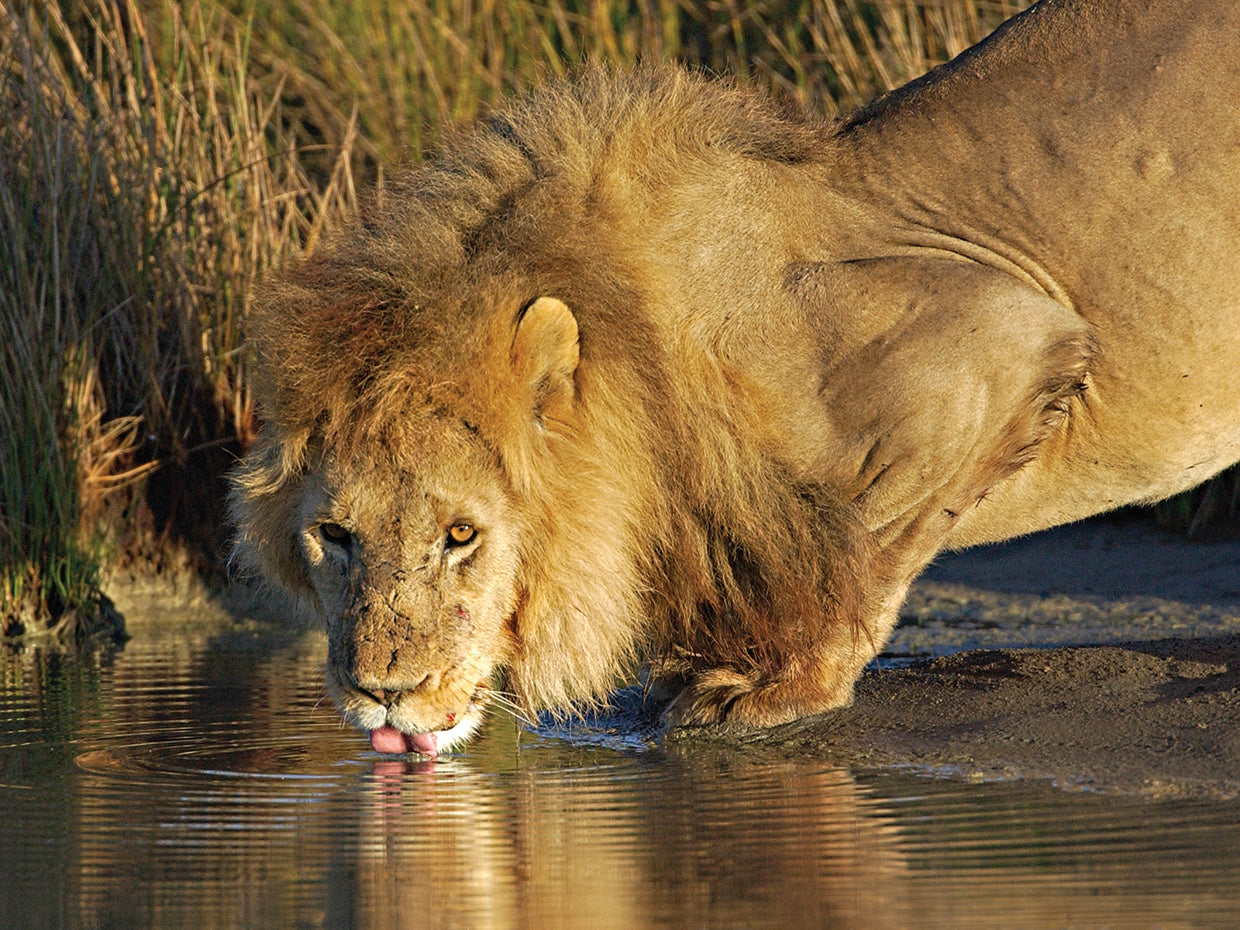 Happy Hour Lion