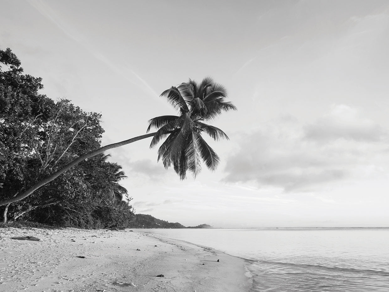 Seychelles Palm Trees