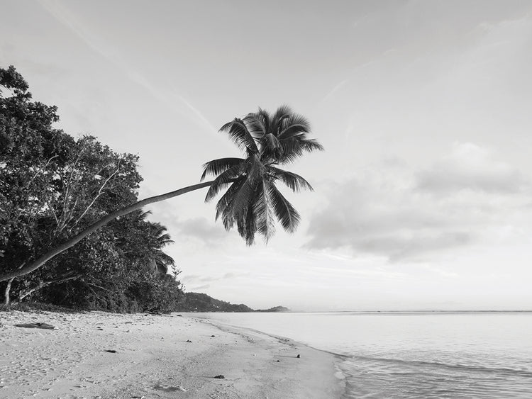 Seychelles Palm Trees