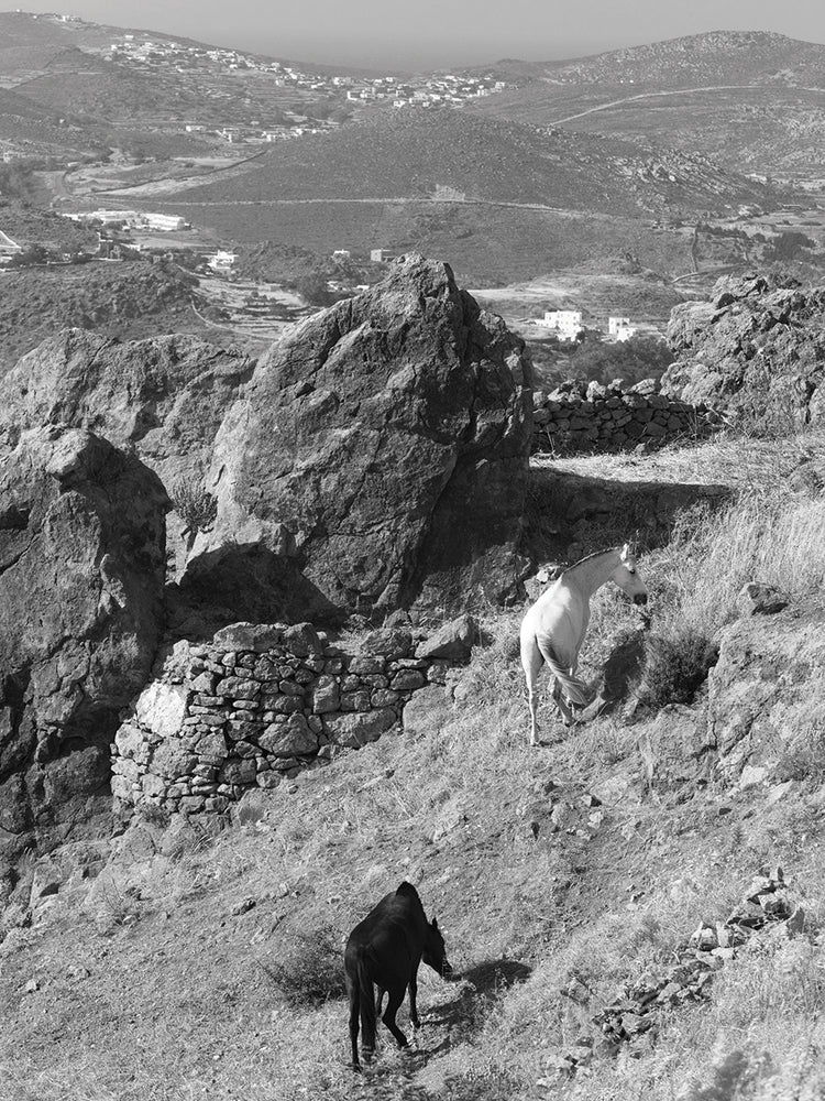 Hilly Pasture Horses