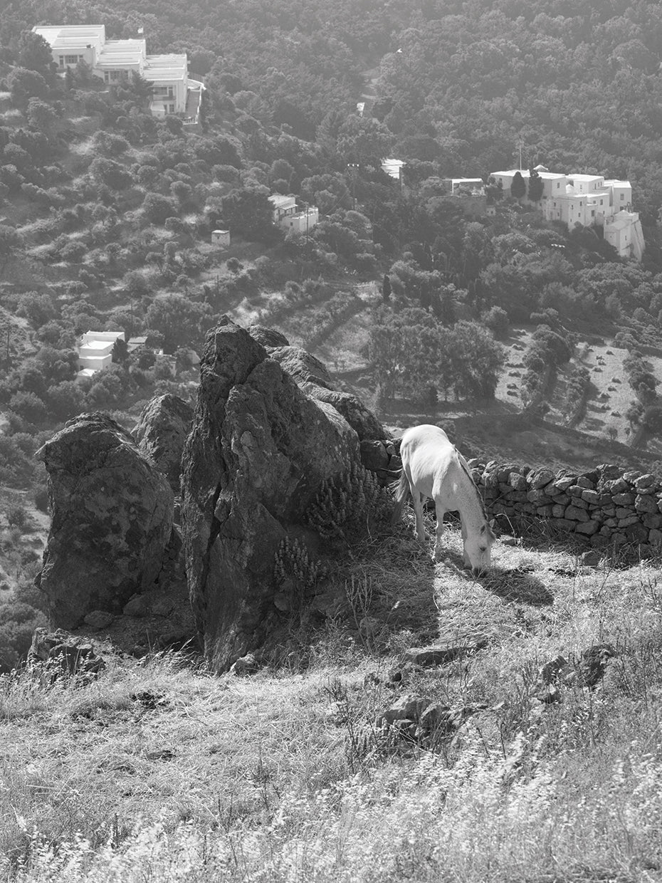Greek Horses Grazing