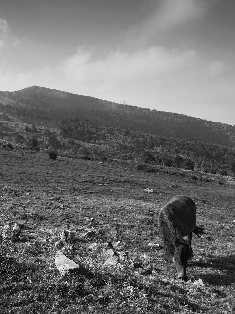 Spanish Horses Grazing