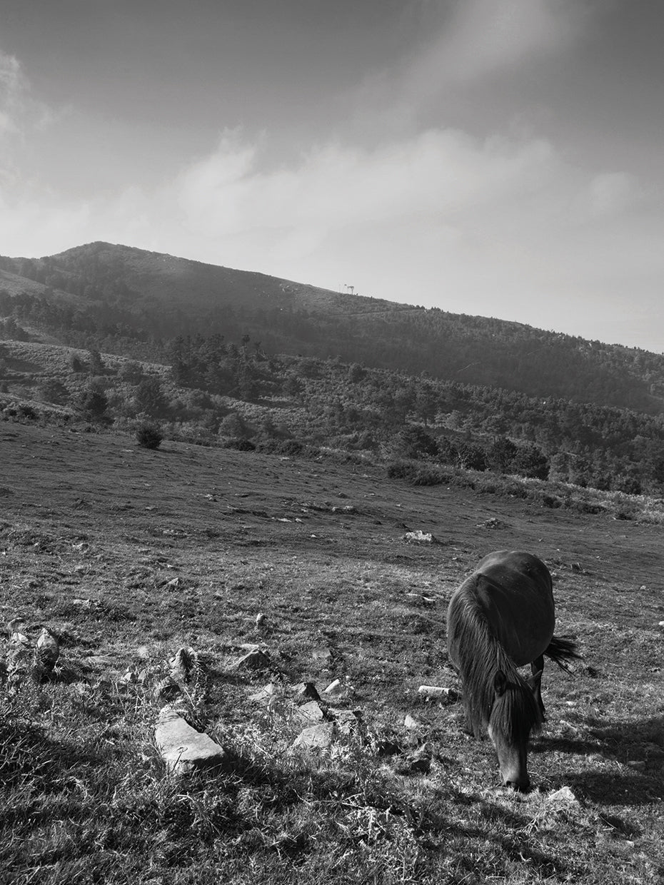 Spanish Horses Grazing