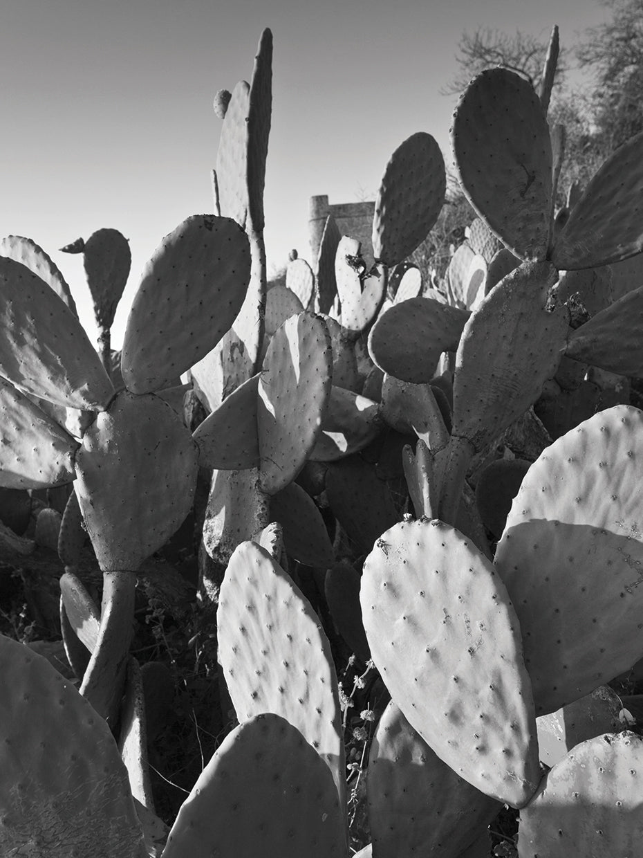 Spanish Cacti