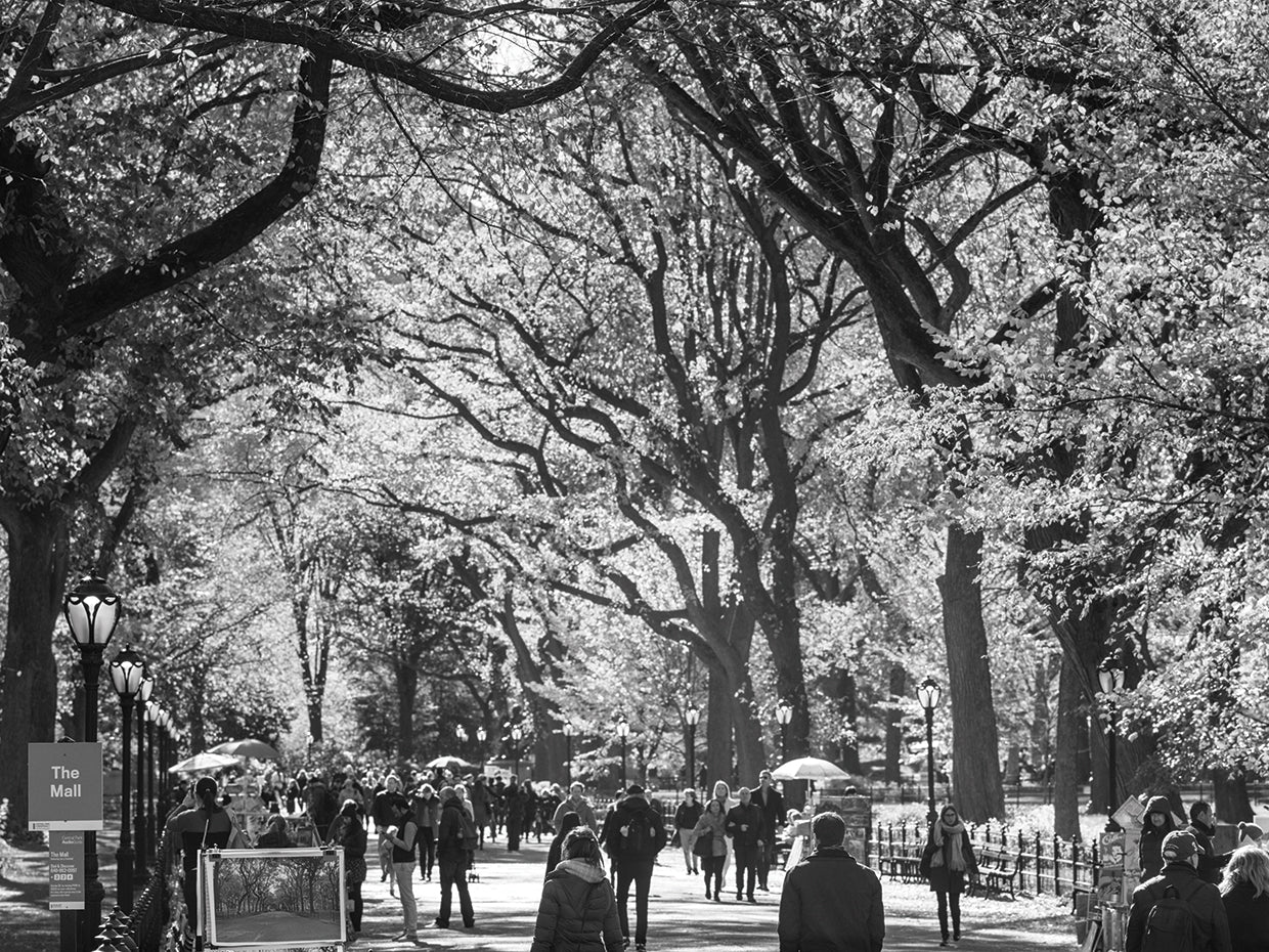 Central Park Walkers