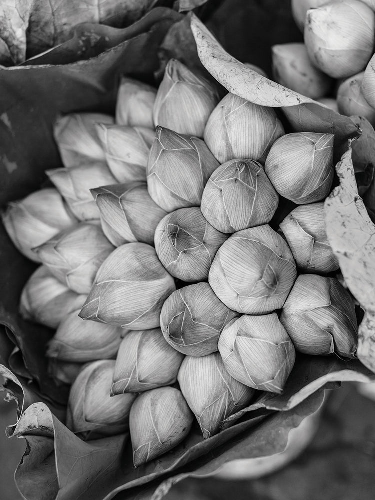 Flores de loto de camboya Lienzo