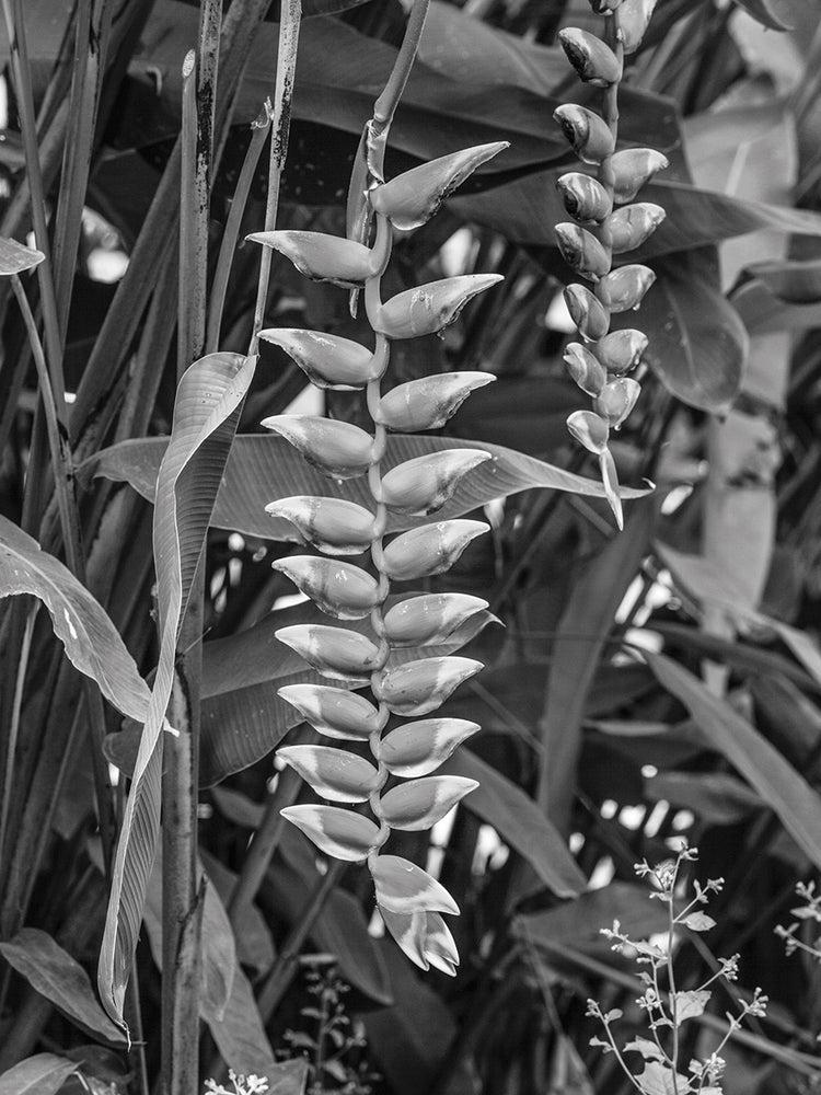 Laos Tropical Garden