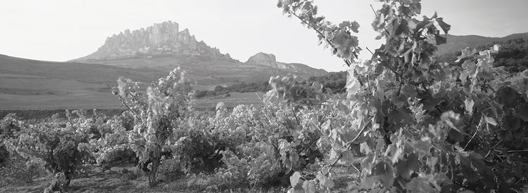 La Rioja Vineyard Spain