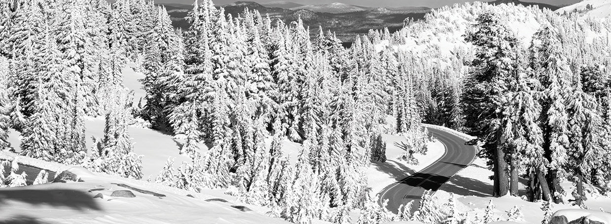 California Park Evergreens