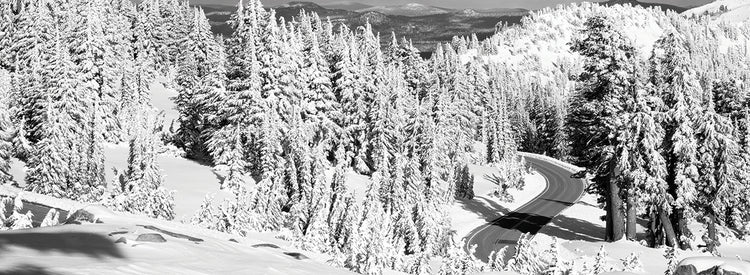 California Park Evergreens