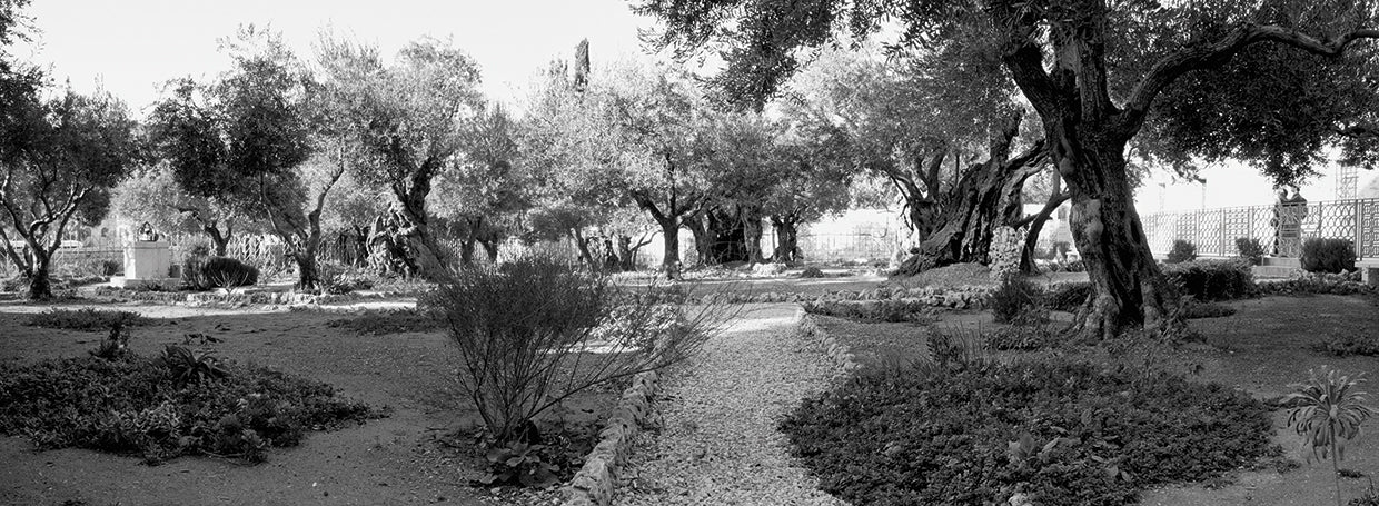 Mount of Olives Israel