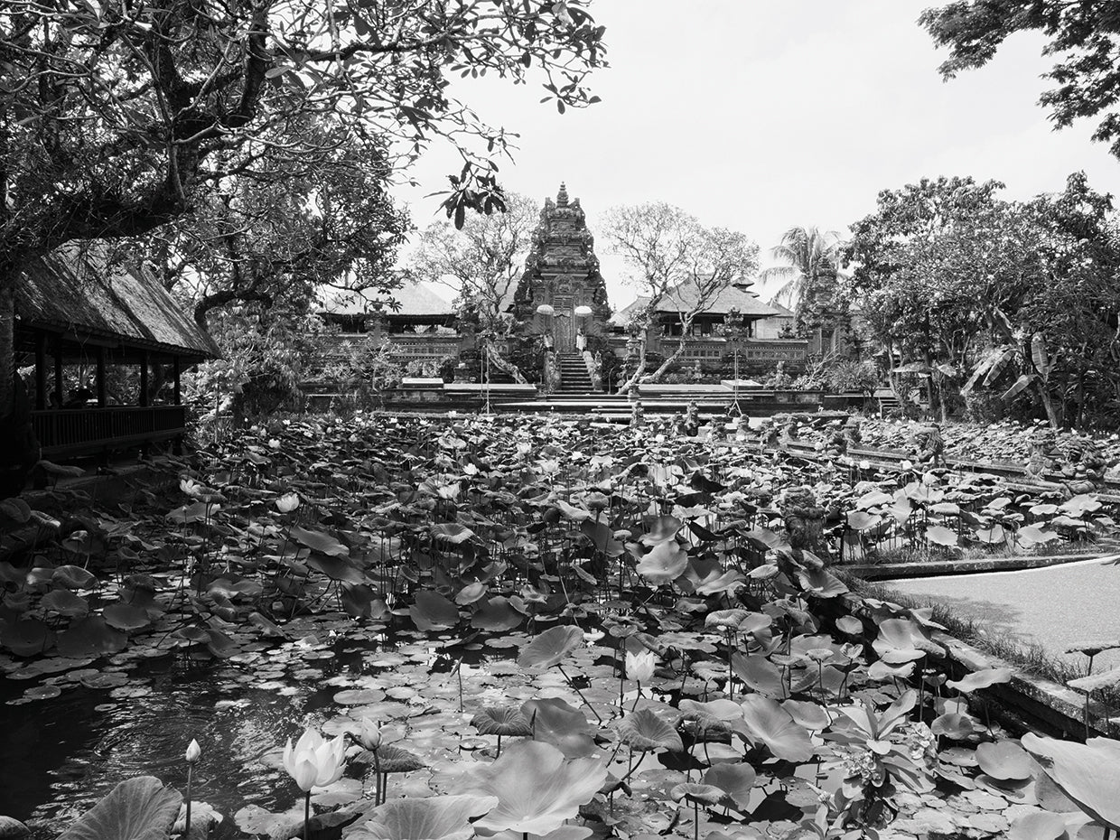 Temple Pond Waterlilies