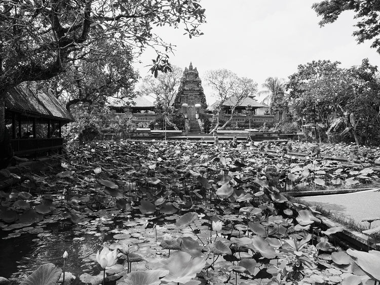 Temple Pond Waterlilies