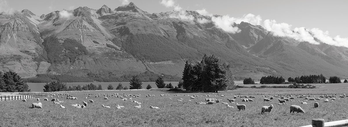 New Zealand Sheep
