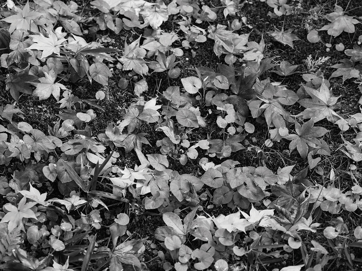 Japanese Fallen Leaves