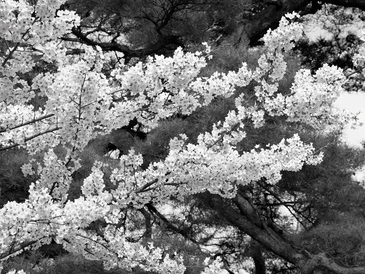 Cherry Blossoms and Pine