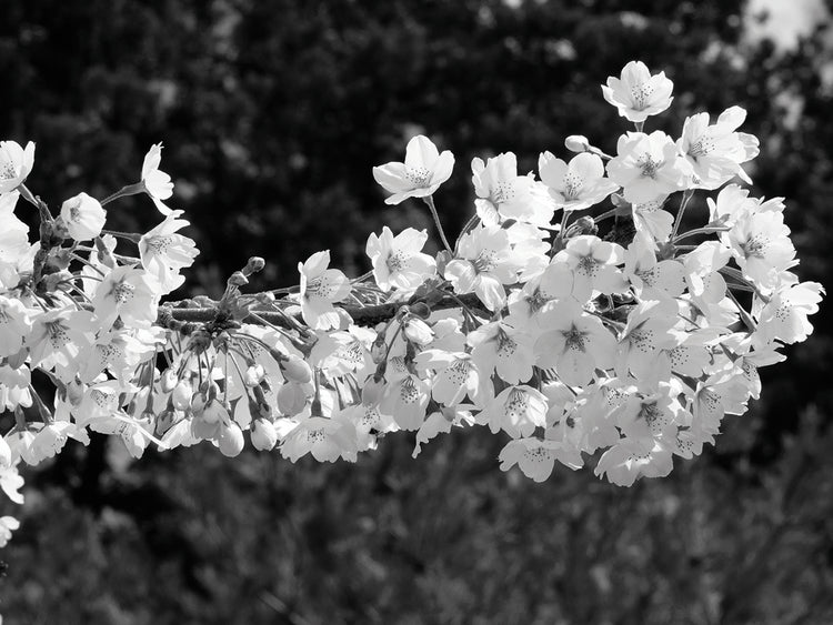 Japanese Spring Blooms
