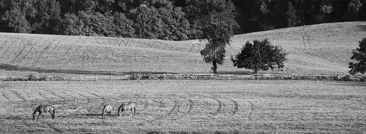 Maryland Equine Farm