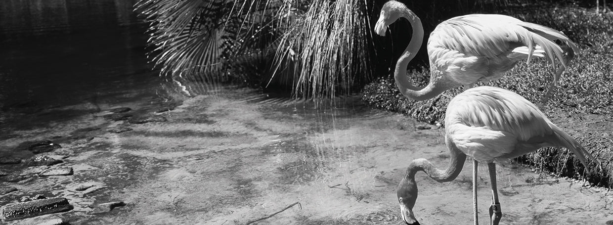 Par de flamencos de Sarasota Lienzo
