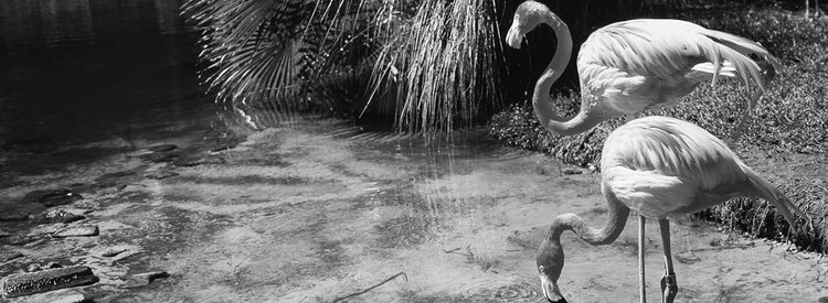 Par de flamencos de Sarasota Lienzo