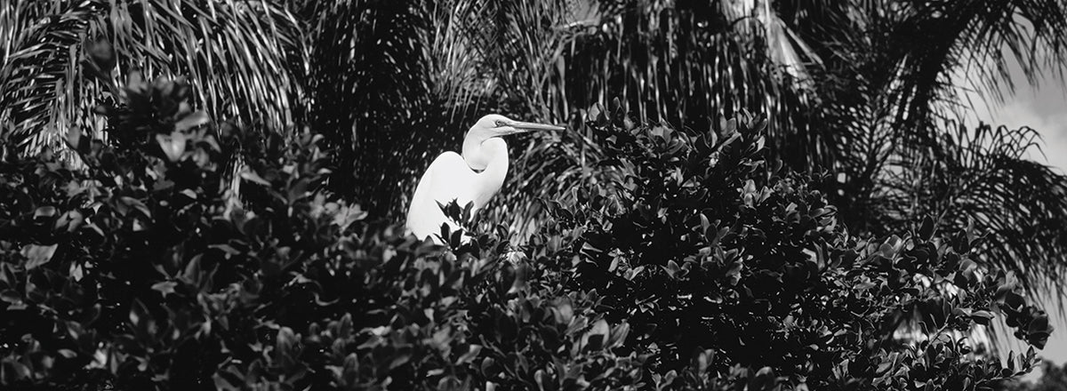 Florida Feathers Egret