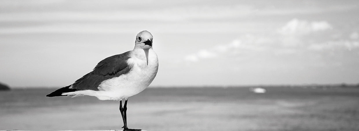 Gaviotas costeras de Florida Lienzo
