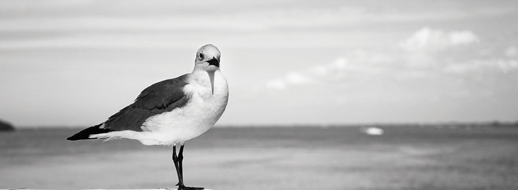 Gaviotas costeras de Florida Lienzo