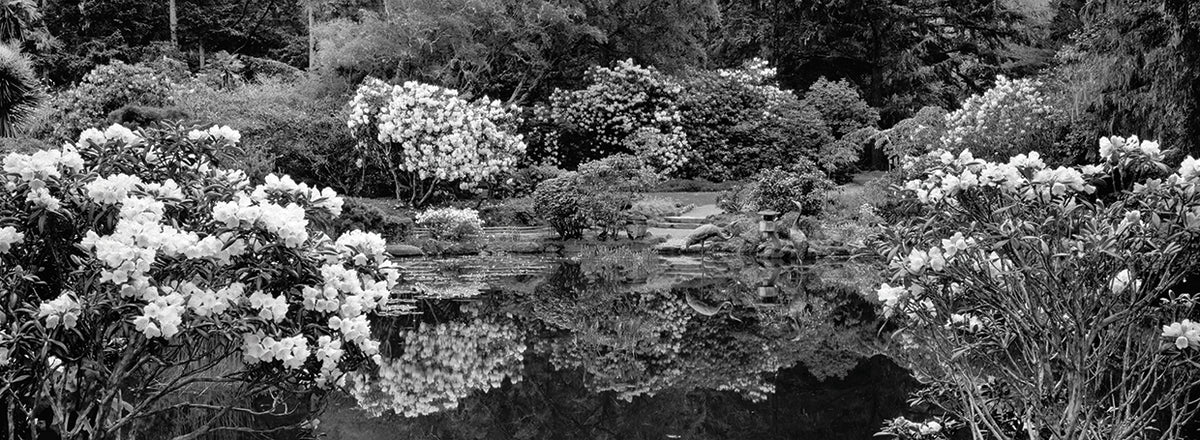 Oregon Lily Pond