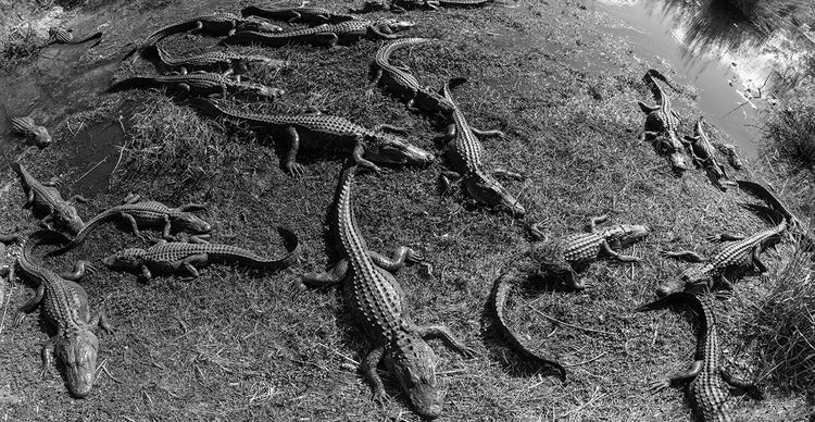 Caimanes de los Everglades Lienzo