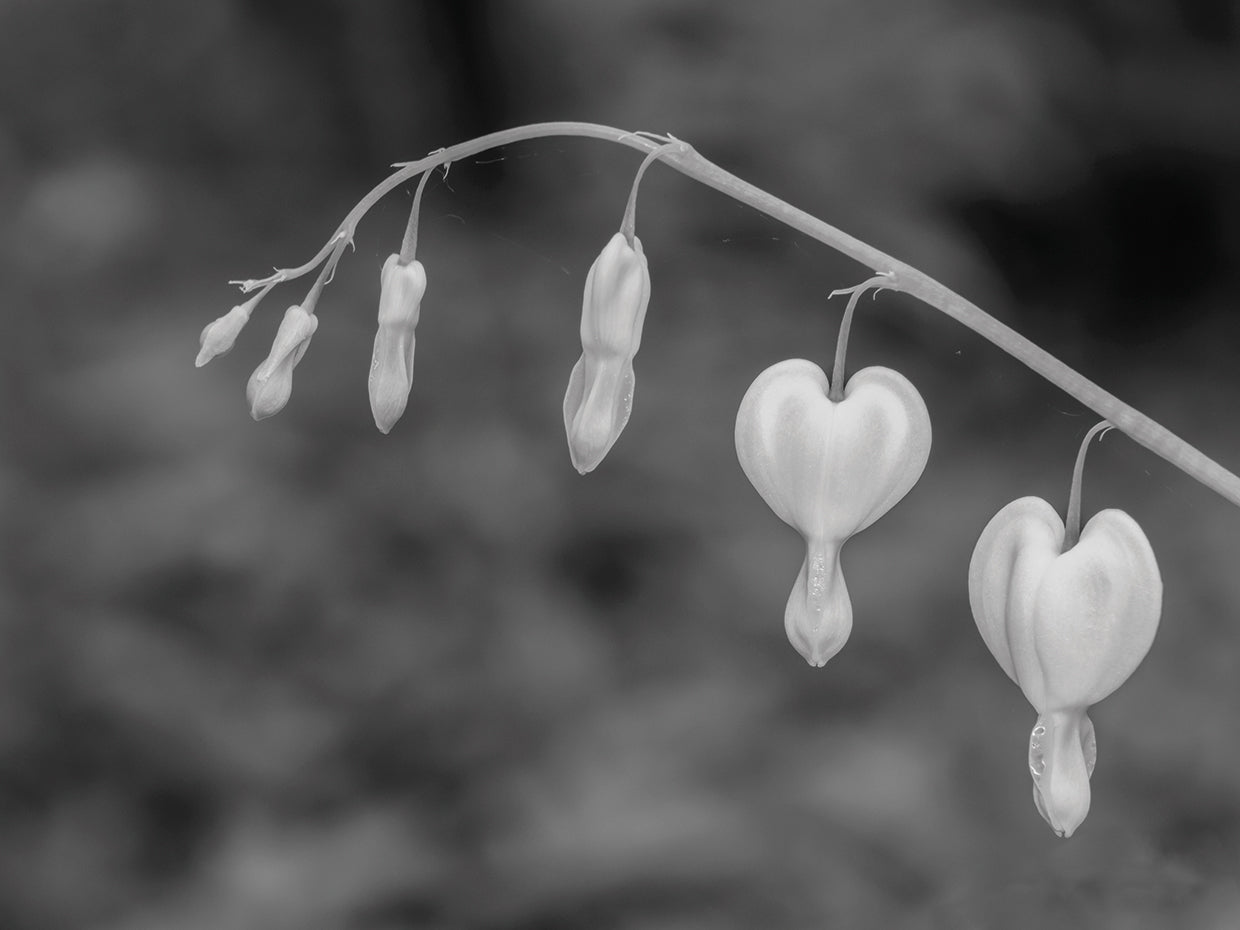 Flores del corazón sangrante Lienzo