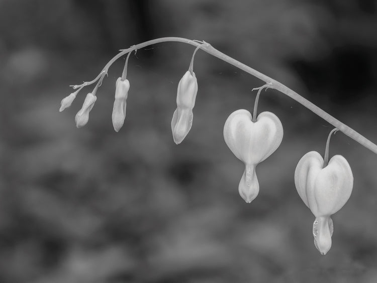 Bleeding Heart Blooms