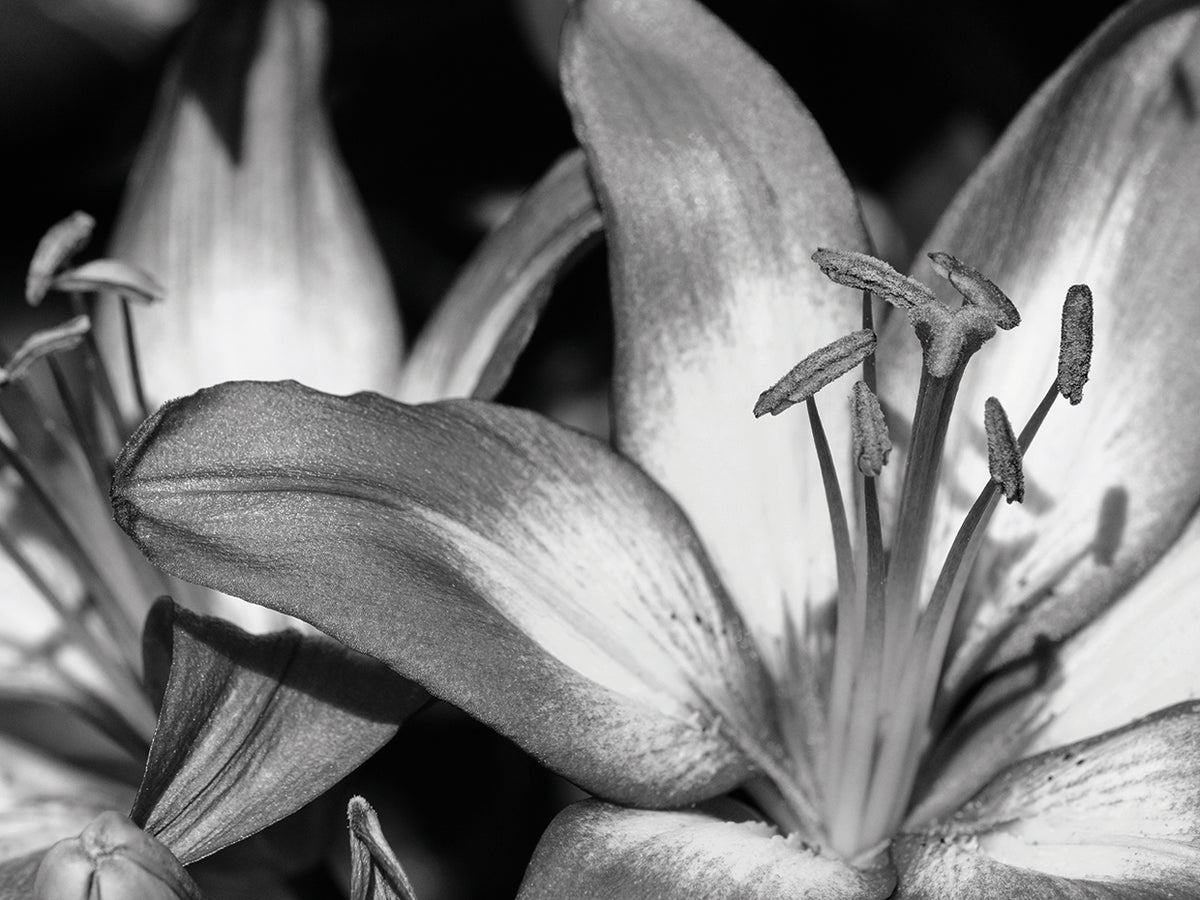 Tiger Lily Center
