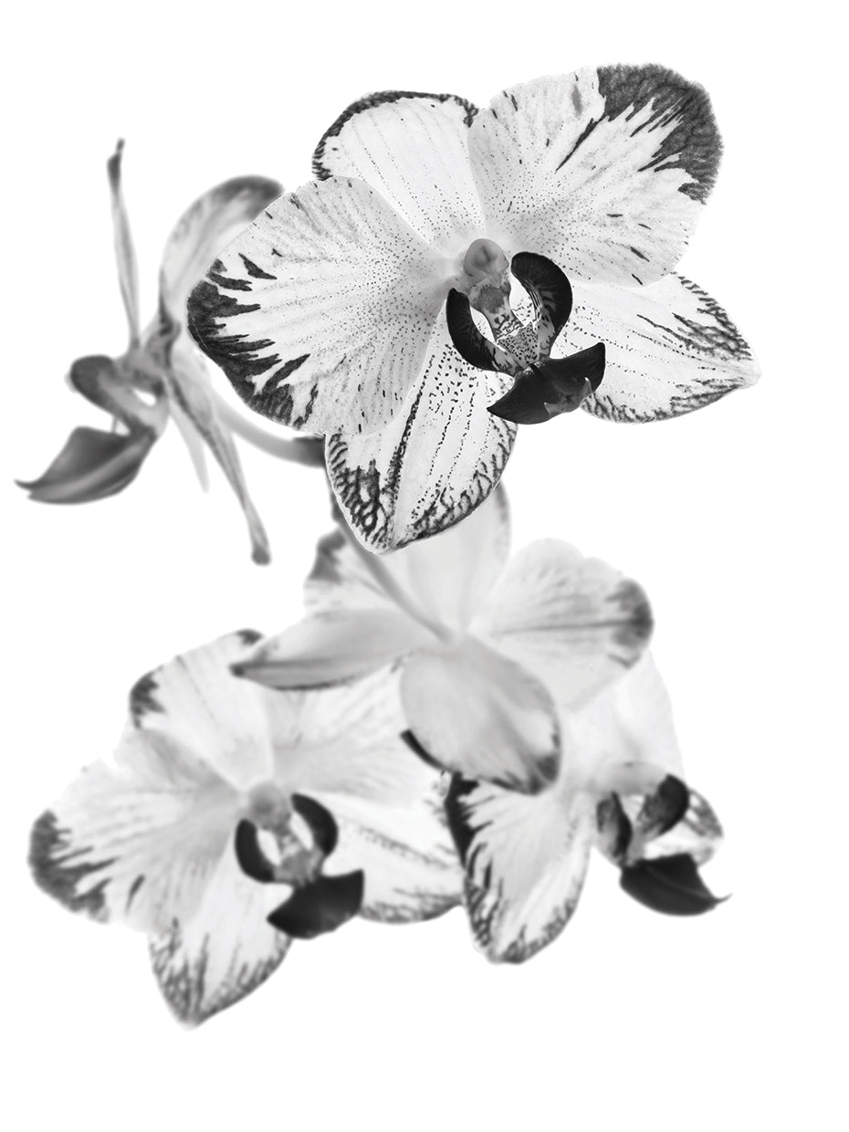 Exotic Jungel Orchid