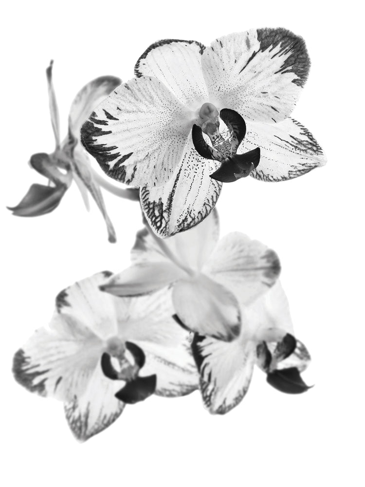 Orquídea Jungel exótica Lienzo