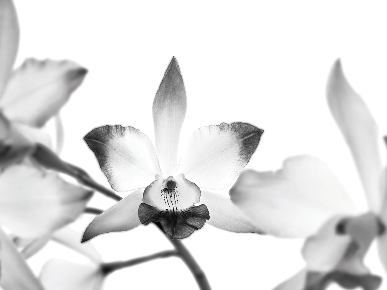 Flor de orquídea dichosa Lienzo