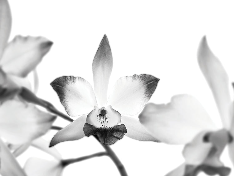 Flor de orquídea dichosa Lienzo