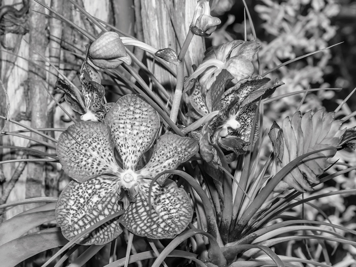 Florida Garden Blooms