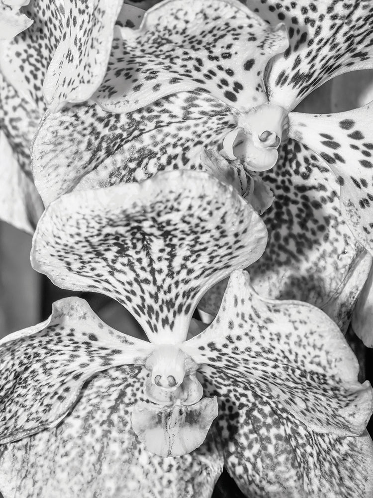 Florida Orchid Blooms