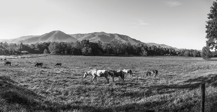 Cades Cove Horses