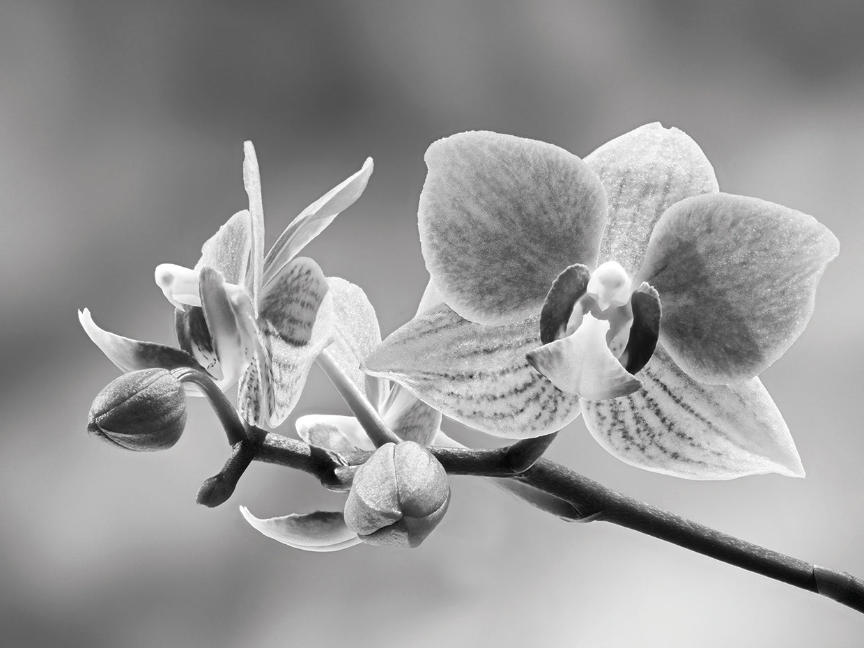 Orquídea ramificada Lienzo