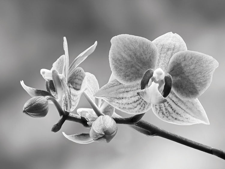 Orquídea ramificada Lienzo