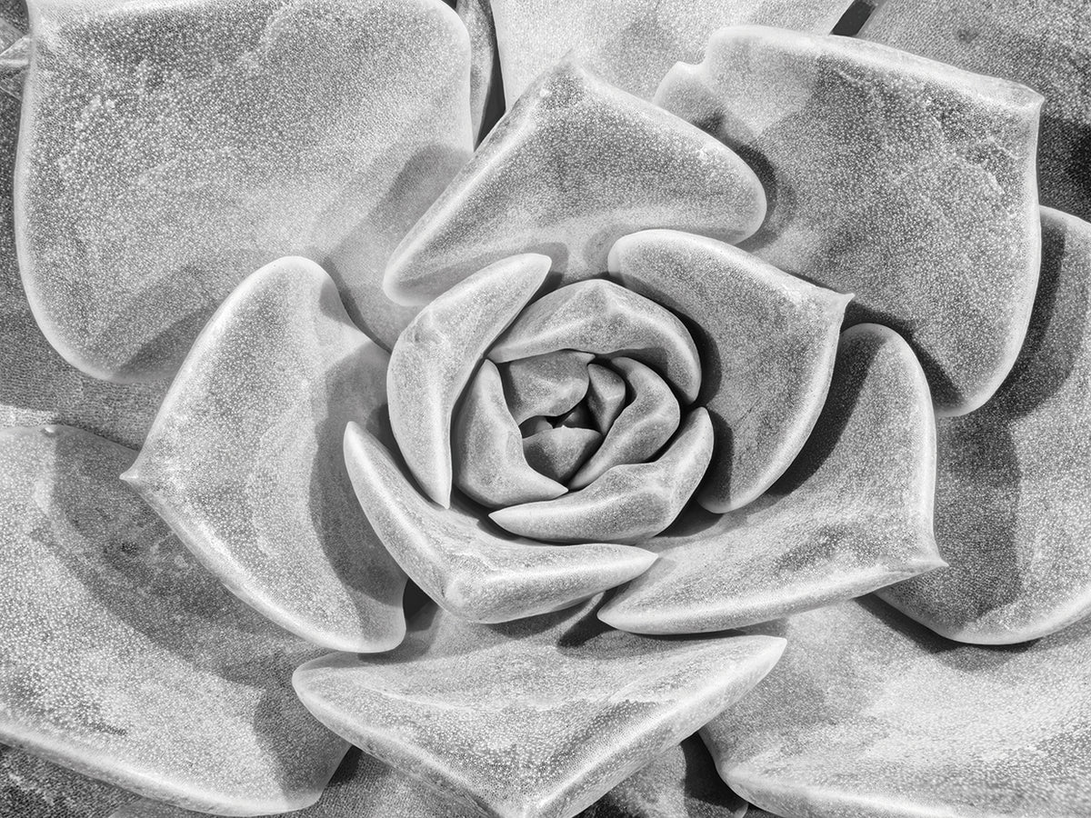 Soothing Succulent