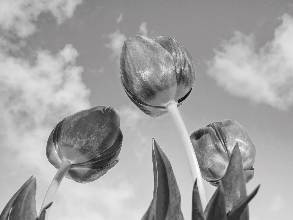 Tulipanes de cielo de primavera Lienzo