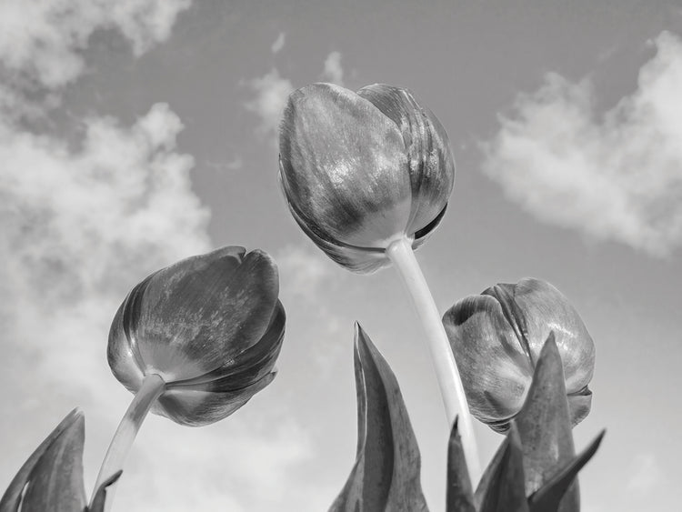 Tulipanes de cielo de primavera Lienzo